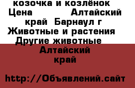 козочка и козлёнок › Цена ­ 2 000 - Алтайский край, Барнаул г. Животные и растения » Другие животные   . Алтайский край